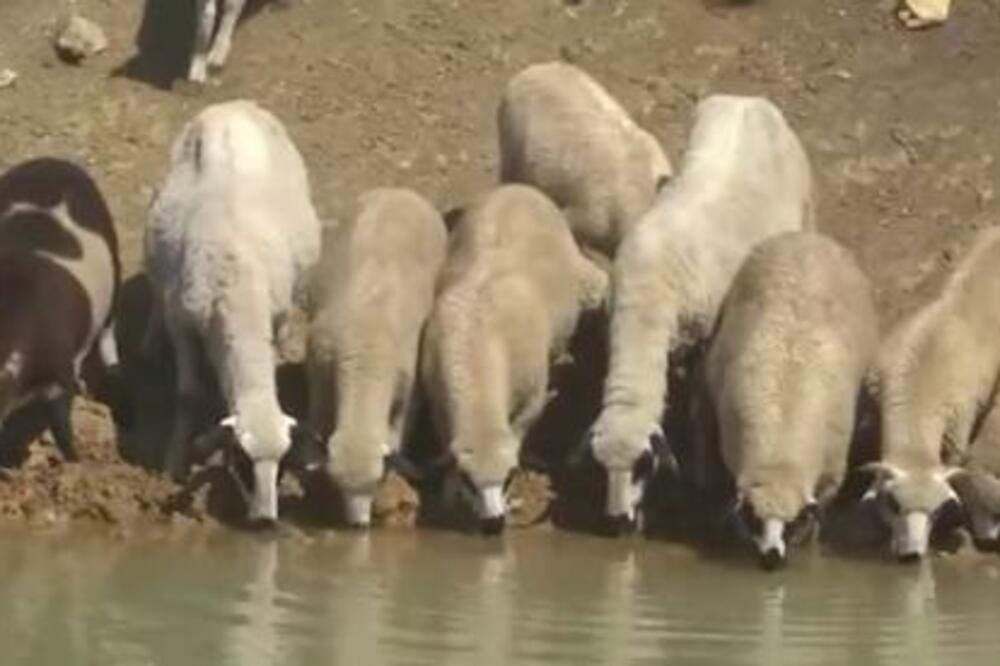 Pojavila se nova zarazna bolest koja se sa stoke prenosi na ljude: Životinje u ovom delu Srbije hitno eutanazirane