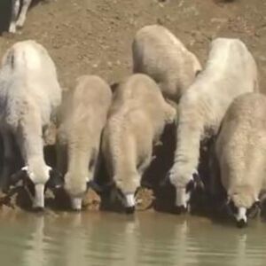 Pojavila se nova zarazna bolest koja se sa stoke prenosi na ljude: Životinje u ovom delu Srbije hitno eutanazirane