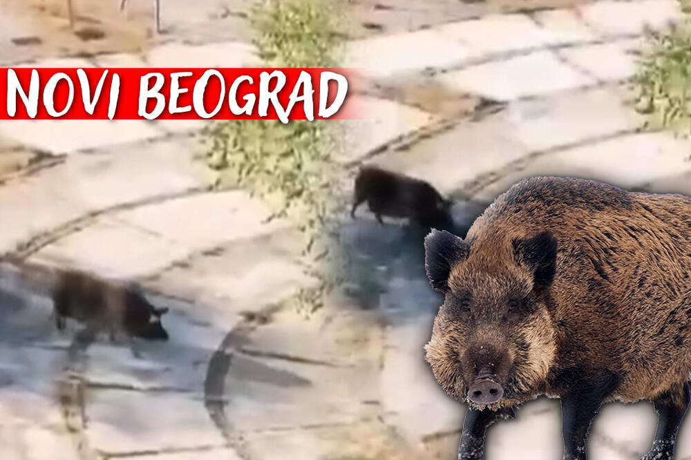 DIVLJA SVINJA KULIRA NA NOVOM BEOGRADU: Snima se, jede, gleda svoja posla, ali to nikako nije NORMALNO! (VIDEO)