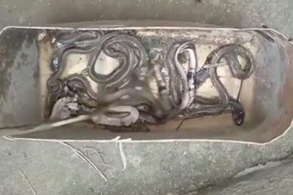 HOROR, DEVOJČICA (5) PREMINULA NAKON ŠTO JU JE UJELA ZMIJA: U kući pronađeno LEGLO, ovo je STRAVA I UŽAS! (VIDEO)