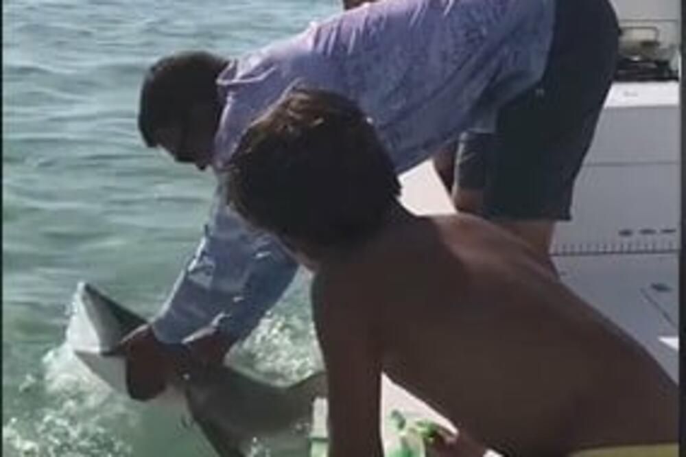 PECAROŠ DIRAO AJKULU, A ONDA SE DESIO ČIST HOROR: 11 miliona ljudi PRESTRAVLJENO, krv liptala na SVE STRANE! VIDEO