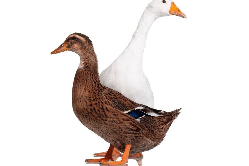 OVO JE RAZLIKA IZMEĐU GUSAKA I PATAKA: Svi ovde greše!