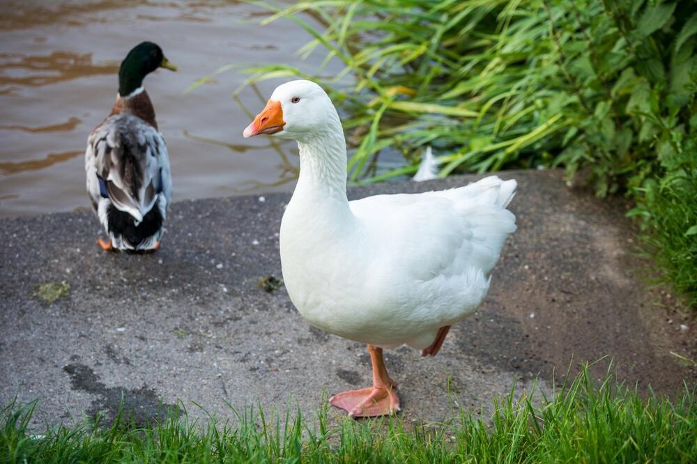 Guska i patka