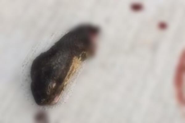 ODSEKLI ZMIJI GLAVU, A ONDA JE USLEDILA SCENA IZ HORORA: Gledajte na svoju ODGOVORNOST, ovo je STRAVIČNO! (VIDEO)