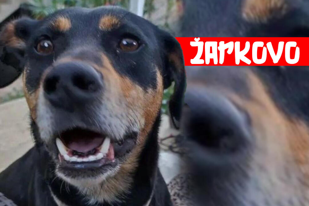 PAS IZUJEDAO 2 LJUDI U ŽARKOVU! Hitna pomoć stigla na lice mesta