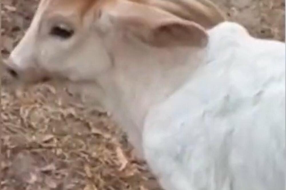 VIDEO ŠTA JE KRAVA OTELILA I SLEDIO SE OD ŠOKA: Stvorenje kao iz NOĆNE MORE (VIDEO)