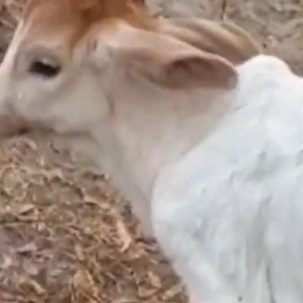 VIDEO ŠTA JE KRAVA OTELILA I SLEDIO SE OD ŠOKA: Stvorenje kao iz NOĆNE MORE (VIDEO)
