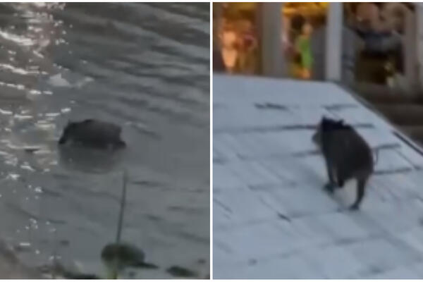 DIVLJA ŽIVOTINJA POSETILA BEOGRADSKE SPLAVOVE: Iz Dunava pravo ka GRADU, NASMEJAĆE VAS DO SUZA (VIDEO)