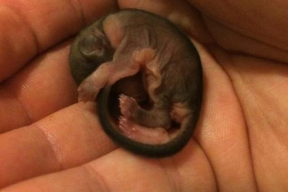 ŠTA JE OVO?! Našao je stvorenje od 3 cm na ulici, nije očekivao da će IZRASTI U OVO (VIDEO)