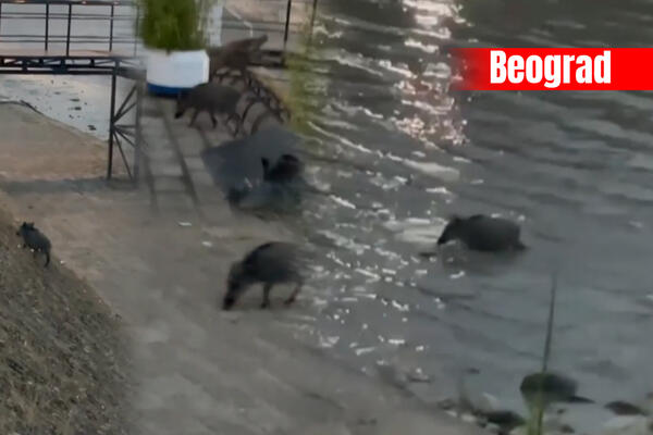 TEŠKE SU PO 2 TONE I NAJBOLJE DA IM NE NIKAD PRILAZITE: Divlje svinje haraju na OVE 4 LOKACIJE u Beogradu!