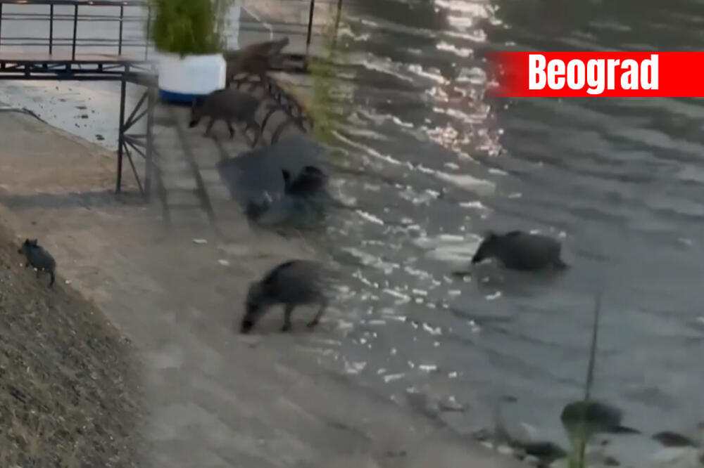 DIVLJE SVINJE PONOVO HARAJU BEOGRADOM? Isplivale iz Dunava pa se uputile ka gradu, TRČE MEĐU LJUDE! (VIDEO)