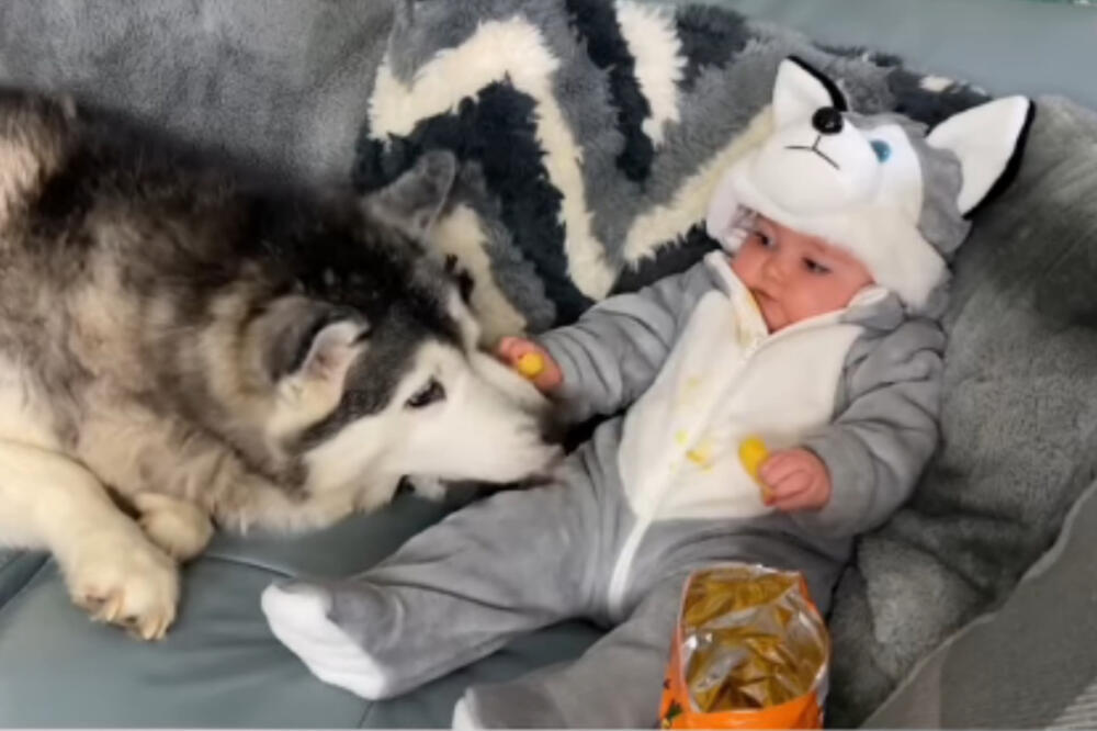 PAS NAVALIO NA BEBU, IZAŠAO ŠOK SNIMAK: Prvo je krenuo njuškom, a onda... (VIDEO)