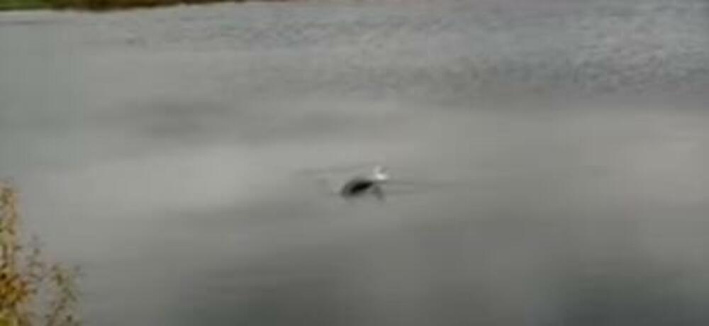 Čudovište iz Loh Nesa