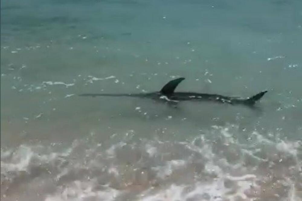 ZASTRAŠUJUĆ SNIMAK AJKULE NA FLORIDI: Kupači vrište, dobili HITNO upozorenje! (VIDEO)