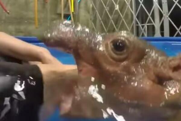 POGLEDAJTE SAMO OVO PRESLATKO STVORENJE: Nilski konj ujeo muškarca, sreća pa je još uvek BEBA! (VIDEO)