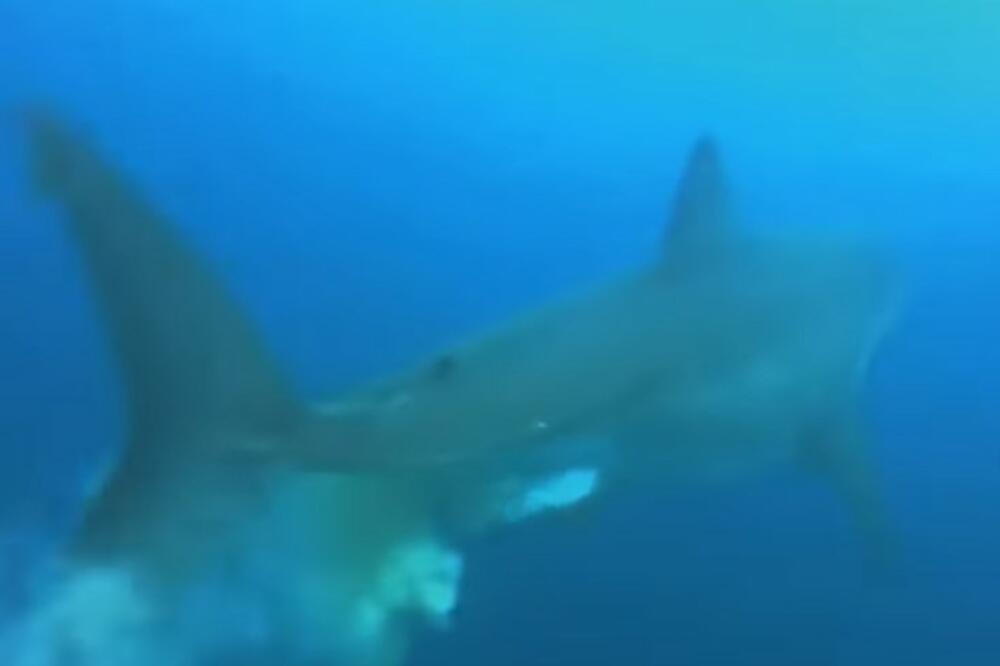 HISTERIJA NA INSTAGRAMU!Ronilac snimao ajkulu, a onda se desilo ovo: MNOGI SU ZGROŽENI