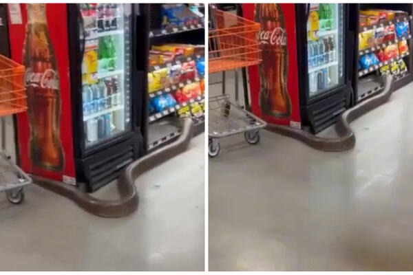 AU, LJUDI ŠTA JE OVO? Ogromna ZMIJA gmiže po radnji, pogledajte samo ovaj HOROR! (VIDEO)