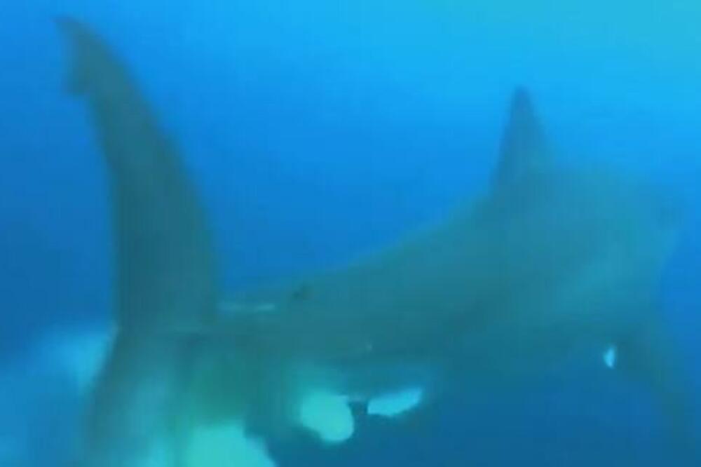 AJKULA DOPLIVALA DO RONIOCA, PA ZGROZILA CEO SVET: Pogodila ga je PRAVO u FACU, JEZIVO (VIDEO)