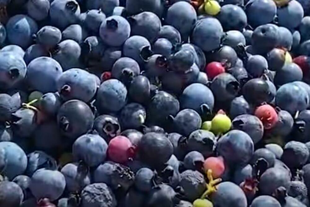 OTKRIVENA PRAVA ISTINA O BOROVNICAMA! Ako izgledaju OVAKO nikako ih nemojte KUPOVATI, evo koje SU DOBRE