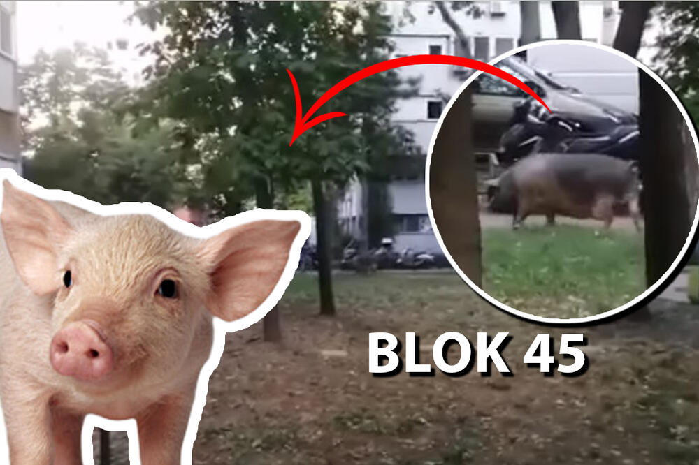 SVINJA PORANILA U ŠETNJU PO BLOKU 45: Nije divlja, ali OVO TREBA DA PRIJAVITE NJIMA! (VIDEO)