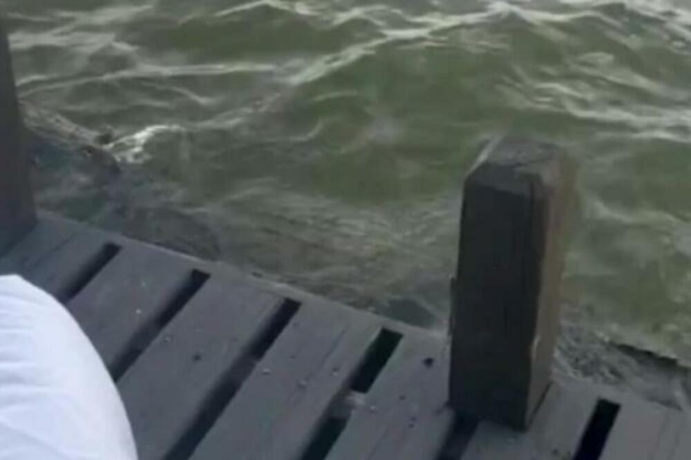 OVO JE ČIST HOROR! UŽIVALI U DANU NA JEZERU, A ONDA SE POJAVIO PREDATOR: Sve snimljeno KAMEROM! (VIDEO)