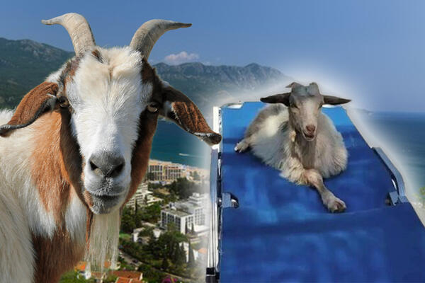 LEGLA DA SE SUNČA, BAŠKARI KAO PRAVA: Opšta pometnja na plaži na Jadranu, turisti ostali u ŠOKU! (FOTO)