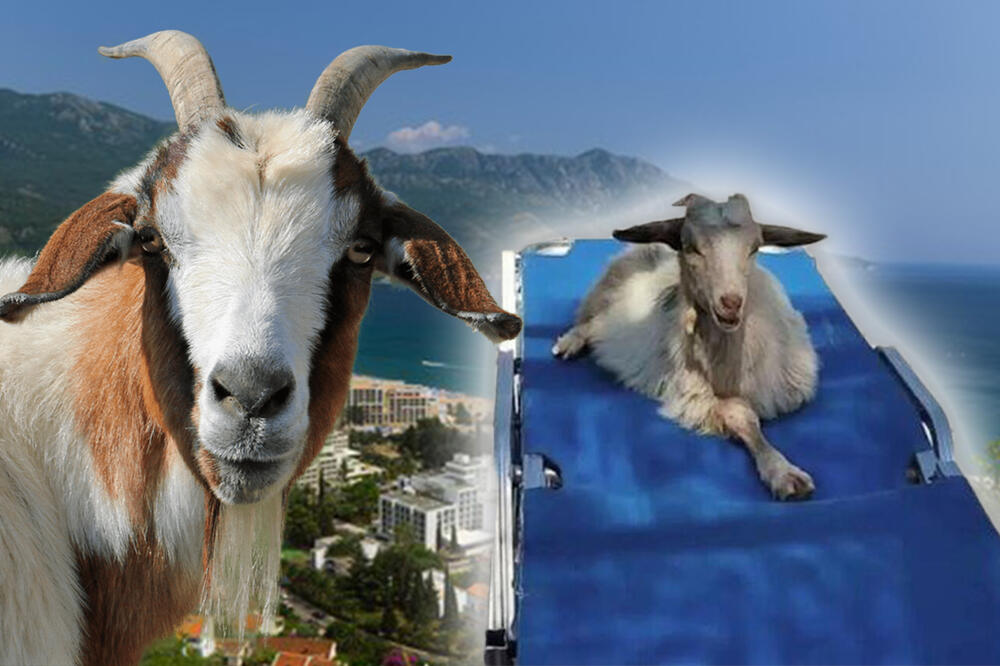 LEGLA DA SE SUNČA, BAŠKARI KAO PRAVA: Opšta pometnja na plaži na Jadranu, turisti ostali u ŠOKU! (FOTO)