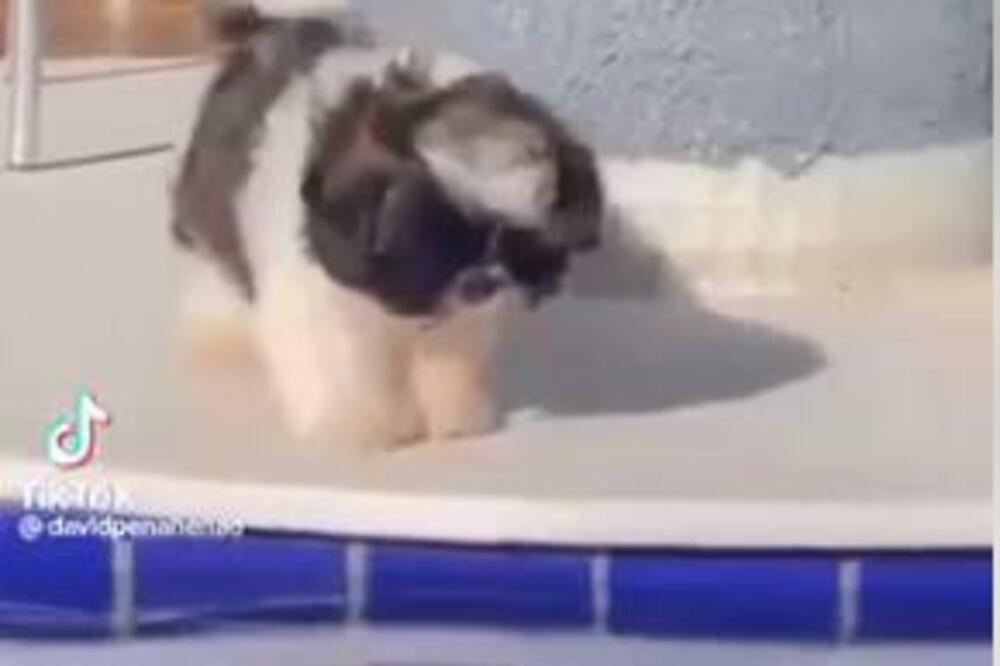 NAJSLAĐA STVAR KOJU ĆETE VIDETI DANAS: Smotano KUČENCE I BAZEN, pazite samo ŠTA SU TU SVE ODIGRALO, HIT (VIDEO)