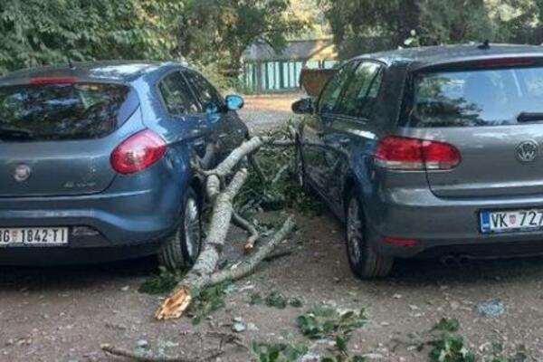 ODLOMILA SE GRANA, NAPRAVILA MATERIJALNU ŠTETU: Drvo se posadilo na AUTOMOBIL! (FOTO)