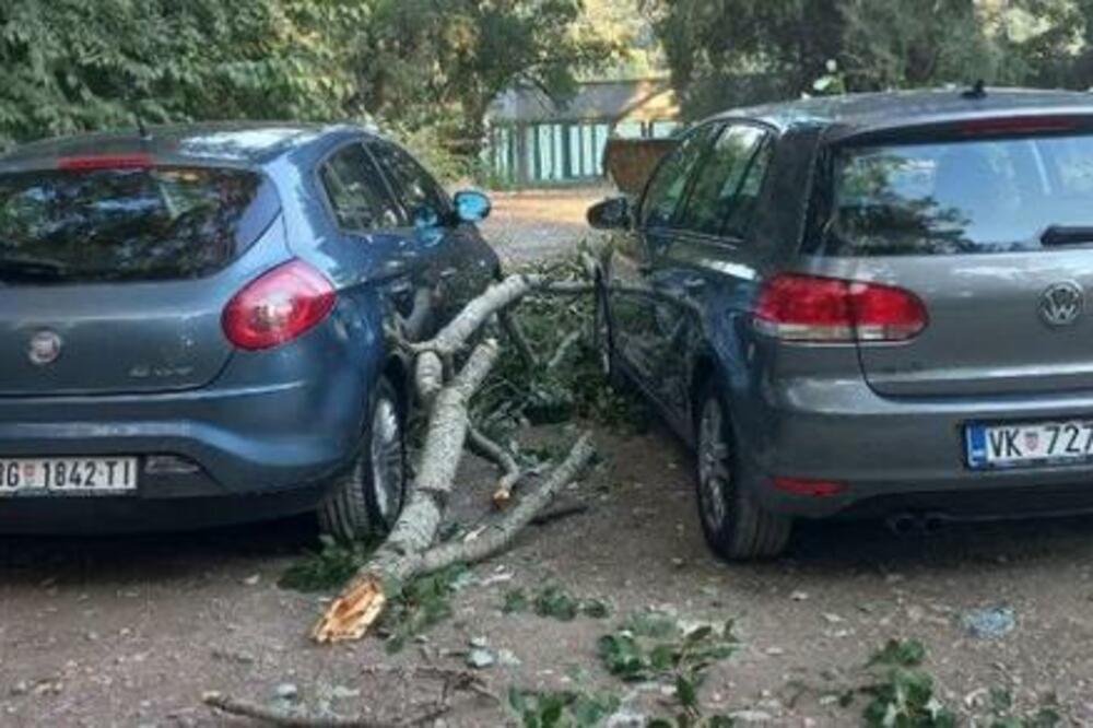 ODLOMILA SE GRANA, NAPRAVILA MATERIJALNU ŠTETU: Drvo se posadilo na AUTOMOBIL! (FOTO)