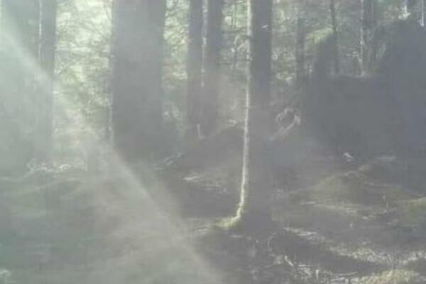 MISTERIOZNO BIĆE KOJE ŠETA ŠUMOM OSVANULO NA INTERNETU: Pojavilo se objašnjenje koje zvuči NEMOGUĆE (FOTO)