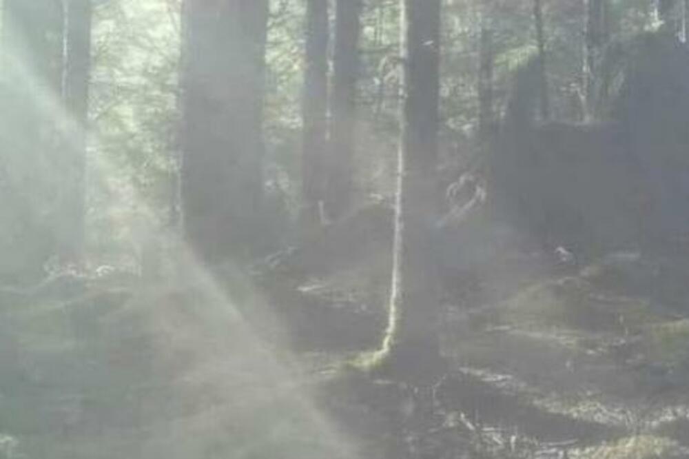 MISTERIOZNO BIĆE KOJE ŠETA ŠUMOM OSVANULO NA INTERNETU: Pojavilo se objašnjenje koje zvuči NEMOGUĆE (FOTO)