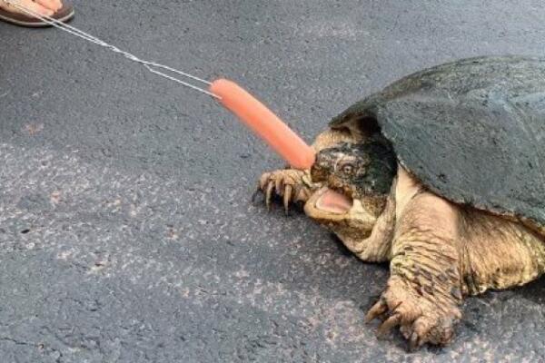 OVO JE DEFINITIVNO JEDNA OD NAJBRŽIH KORNJAČA: Kad je HRANA u pitanju, reaguje BRZINOM SVETLOSTI! (VIDEO)