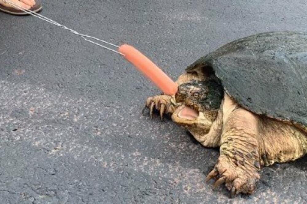 OVO JE DEFINITIVNO JEDNA OD NAJBRŽIH KORNJAČA: Kad je HRANA u pitanju, reaguje BRZINOM SVETLOSTI! (VIDEO)