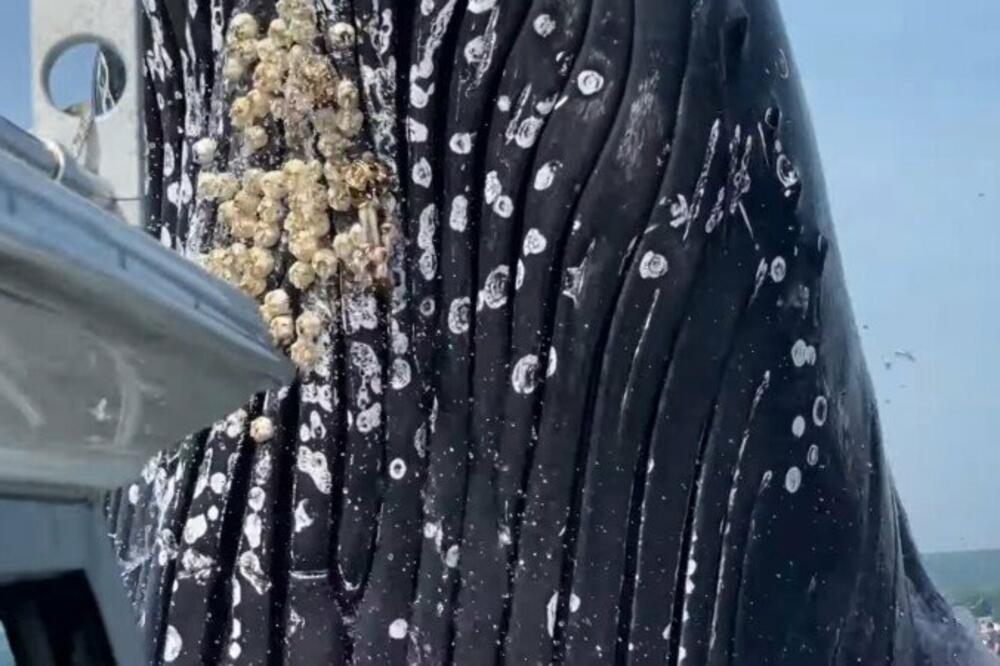 DOŽIVELI SCENU IZ HOROR FILMA! Snimili kako im se GIGANTSKA NEMAN obrušila na brod (VIDEO)