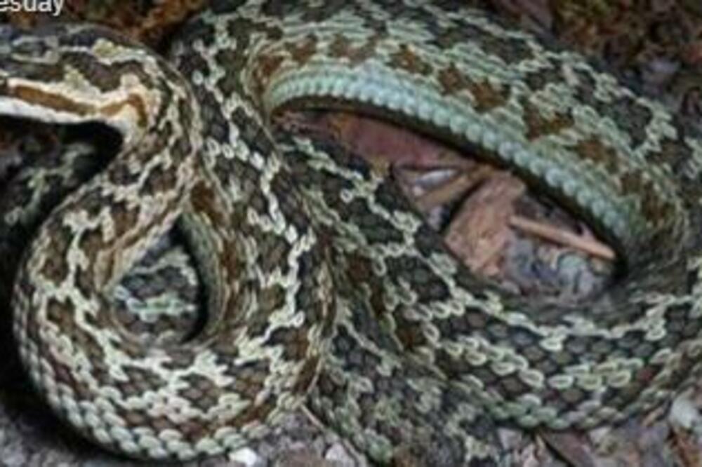 U Kini otkrivena nova vrsta zmije, izuzetno je OTROVNA! (FOTO)