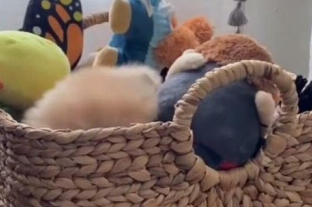 ULJEZ MU SE UVUKAO U...: Svi gledaju SNIMAK i NI NE PRIMEĆUJU (VIDEO)