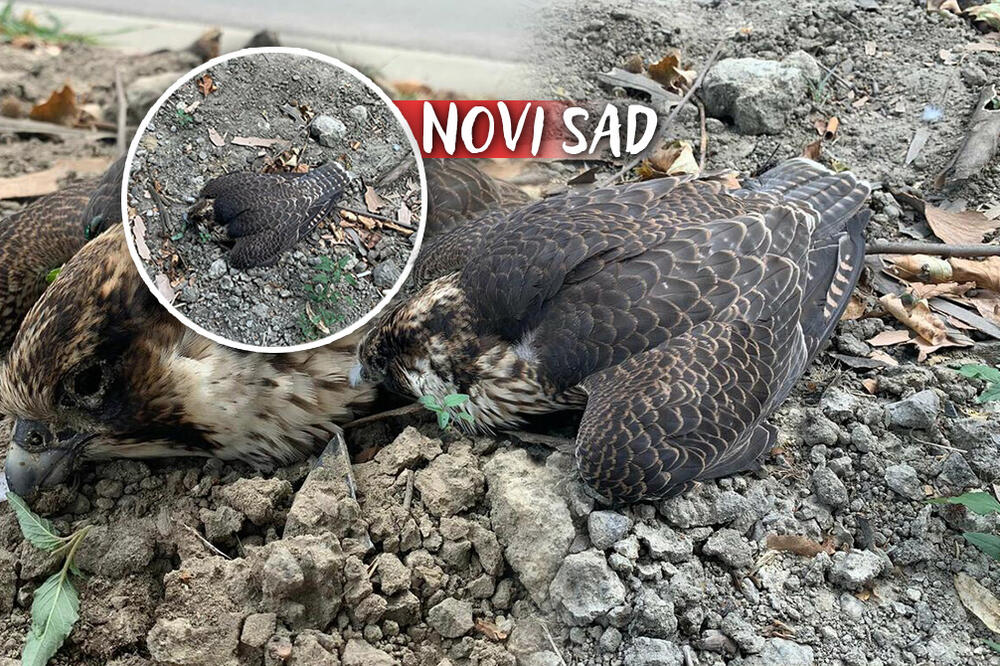 PRETUŽAN PRIZOR U NOVOM SADU: Strogo ZAŠTIĆENA vrsta PTICE u Srbiji MRTVA leži na ZEMLJI! (FOTO)