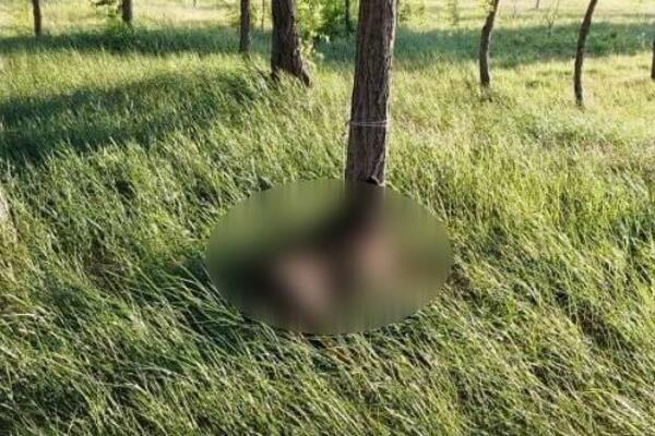 (UZNEMIRUJUĆ FOTO) HOROR U ŠUMI U SRBOBRANU! Gde će vam duša ZLOTVORI?