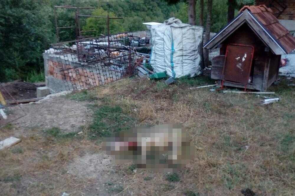 HOROR U SELU KOD PRIJEPOLJA: Psi lutalice upadaju preko noći i KOLJU stoku, LJUDI SU NEMOĆNI (UZNEMIRUJUĆ FOTO)