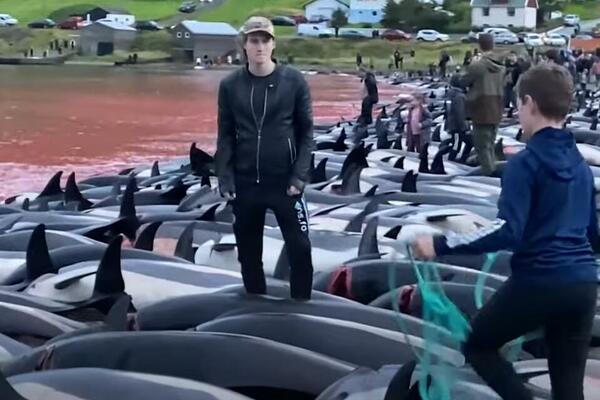 UBISTVO IM JE TRADICIJA: Lov na delfine ZGROZIO CEO SVET, neki se UGUŠILI BOREĆI SE ZA VAZDUH (UZNEMIRUJUĆI VIDEO)