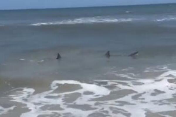 ZAŠTO SU AJKULE SVE ČEŠĆE I U PLIĆACIMA? Zabranjeno kupanje na nekoliko plaža (VIDEO)