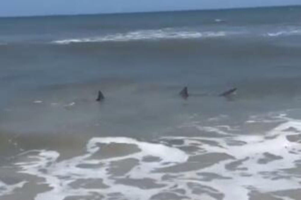 ZAŠTO SU AJKULE SVE ČEŠĆE I U PLIĆACIMA? Zabranjeno kupanje na nekoliko plaža (VIDEO)
