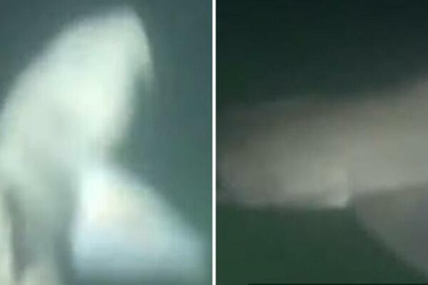 PLIVAČ SNIMIO STRAVIČNO STVORENJE U MORU: Nije znao gde se NALAZI, ulazite na SOPSTVENU ODGOVORNOST