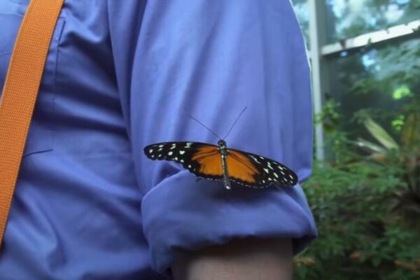 U HRIŠĆANSTVU JE VELIKI SIMBOL: Evo šta znači kada LEPTIR sleti na vas