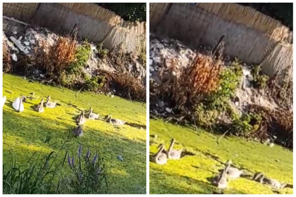 LABUDOVI PLIVAJU U FEKALIJAMA: Beograđani, ne bacajte SMEĆE gde stignete, SRAM VAS BILO! (VIDEO)