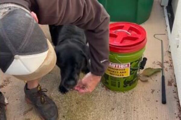 PSU SE ODMOTALA ZMIJA OKO NJUŠKE, USLEDILA DRAMA: Samo jedan pogrešan potez delio ga DO SMRTI! (VIDEO)