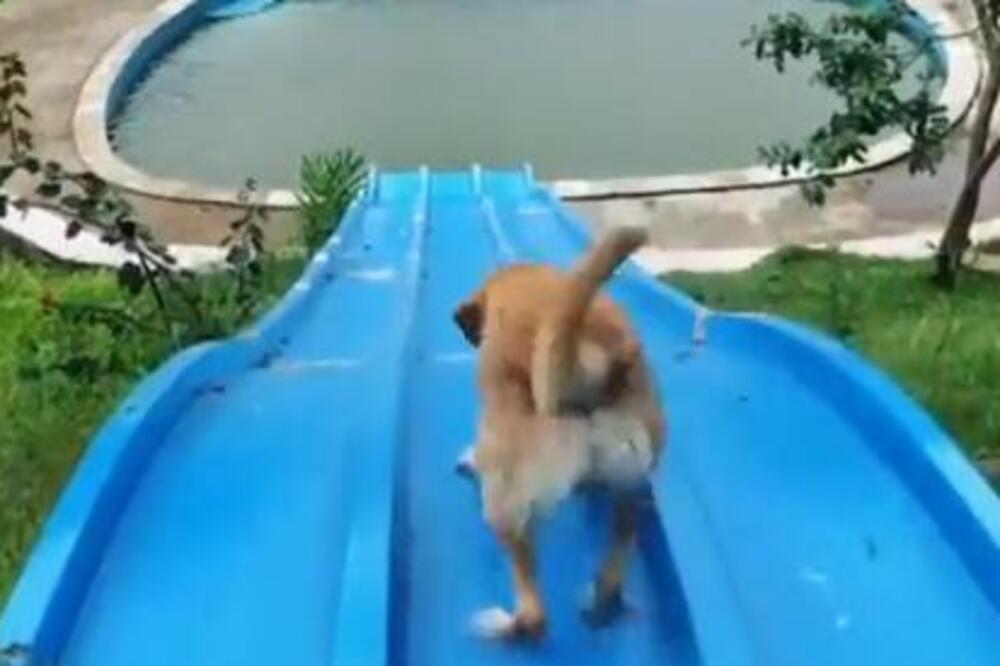 SNIMAK OVOG PSA POGLEDALO NA MILIONE LJUDI: Kada vidite kraj, NEĆE VAM BITI DOBRO (VIDEO)