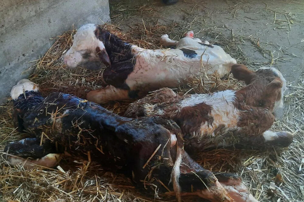 ČUDO U SELU KOD TOPOLE! Domaćin nije verovao svojim očima, ima li šta lepše danas od ovog prizora? (FOTO)