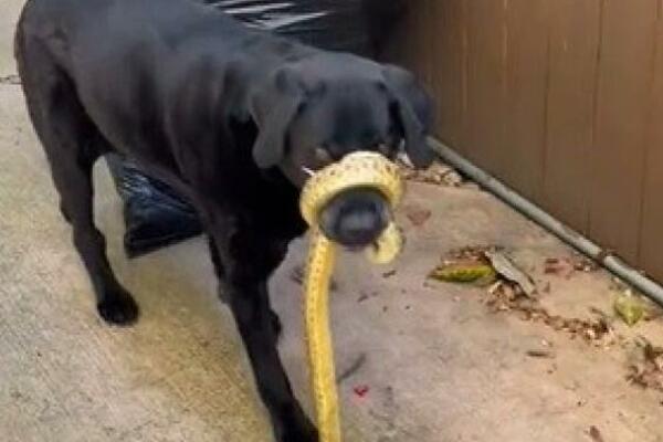 ZMIJA SE OBMOTALA PSU OKO NJUŠKE: Vlasnica uradila NEŠTO NEOČEKIVANO, evo kako se sve ZAVRŠILO (VIDEO)